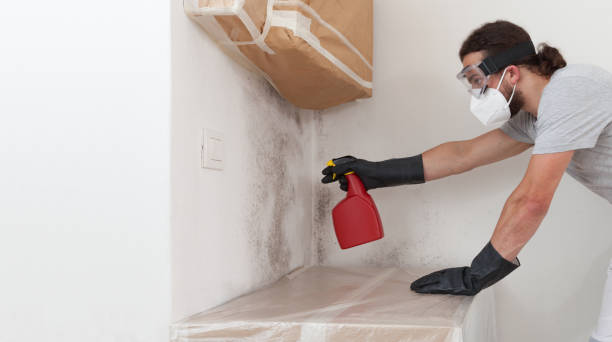 Professional Black Mold Remediation technician working in Springfield, IL
