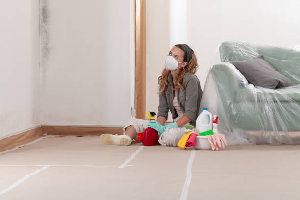 Reliable Black Mold Remediation contractor in Springfield, IL by Car Mold Remediation