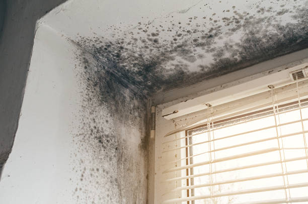 Affordable Black Mold Remediation solutions in Springfield, IL